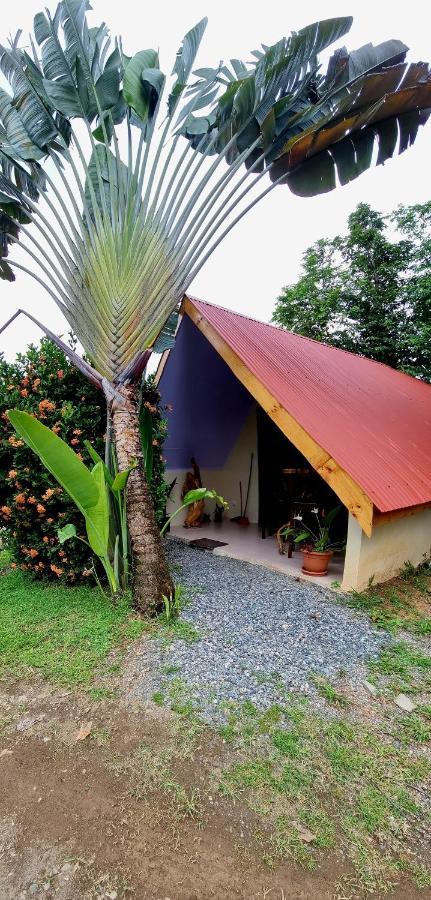 Ballena Oasis Homes & Glamping Uvita Kültér fotó