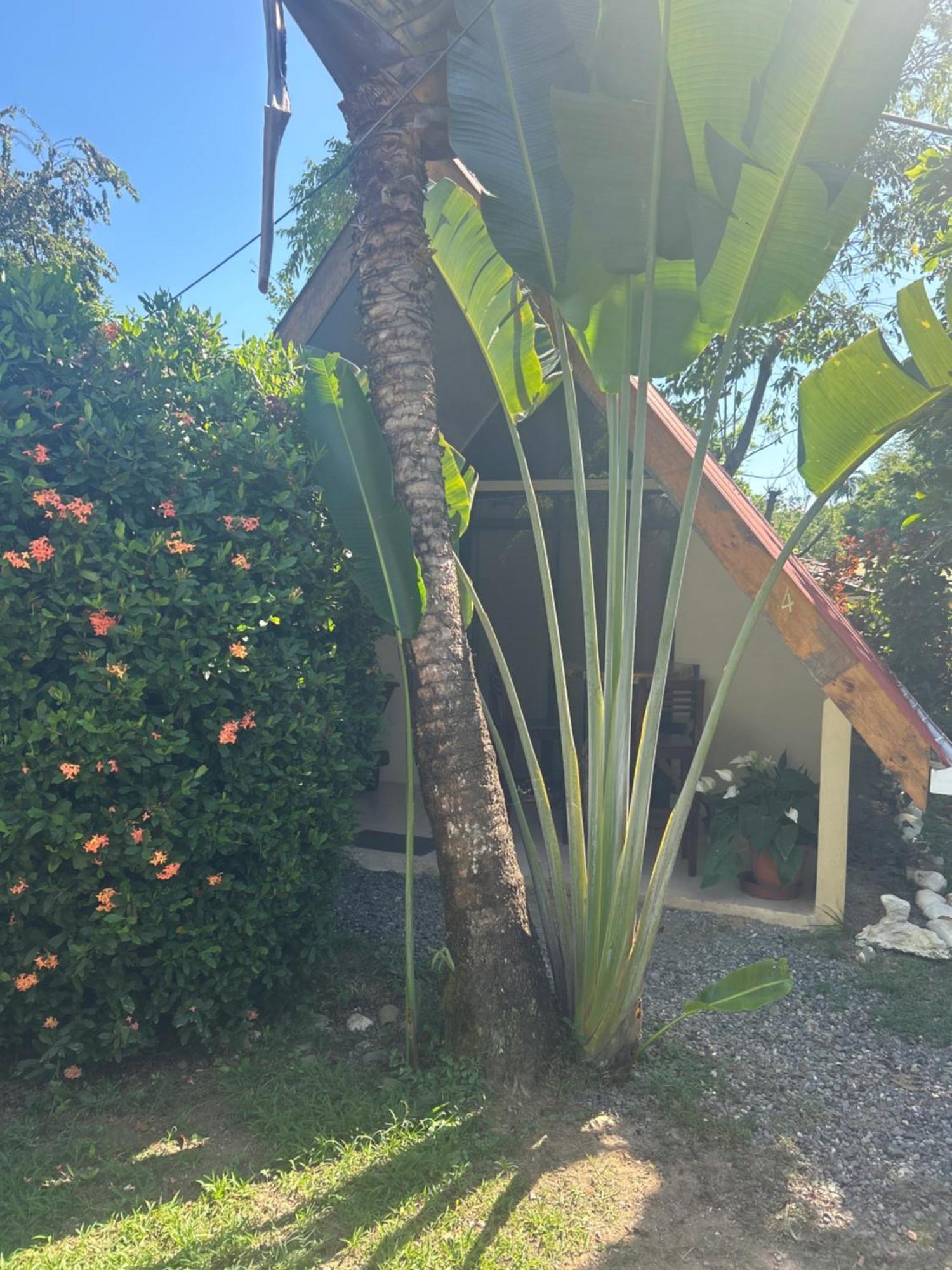 Ballena Oasis Homes & Glamping Uvita Kültér fotó